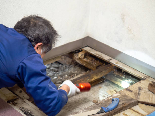 Best HVAC Mold Remediation in Cottonwood, ID