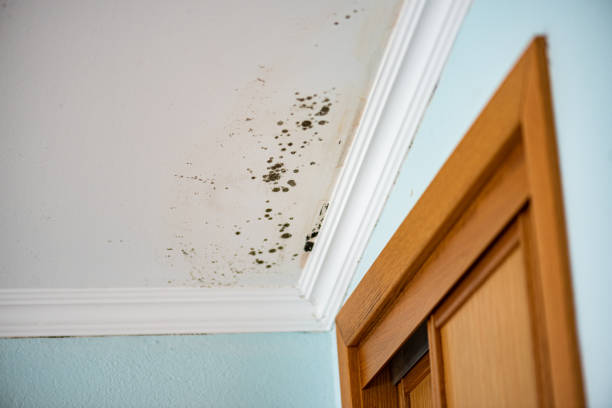 Best Health and Safety Mold Remediation in Cottonwood, ID