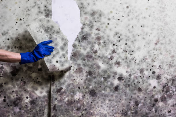 Cottonwood, ID Mold Remediation Company